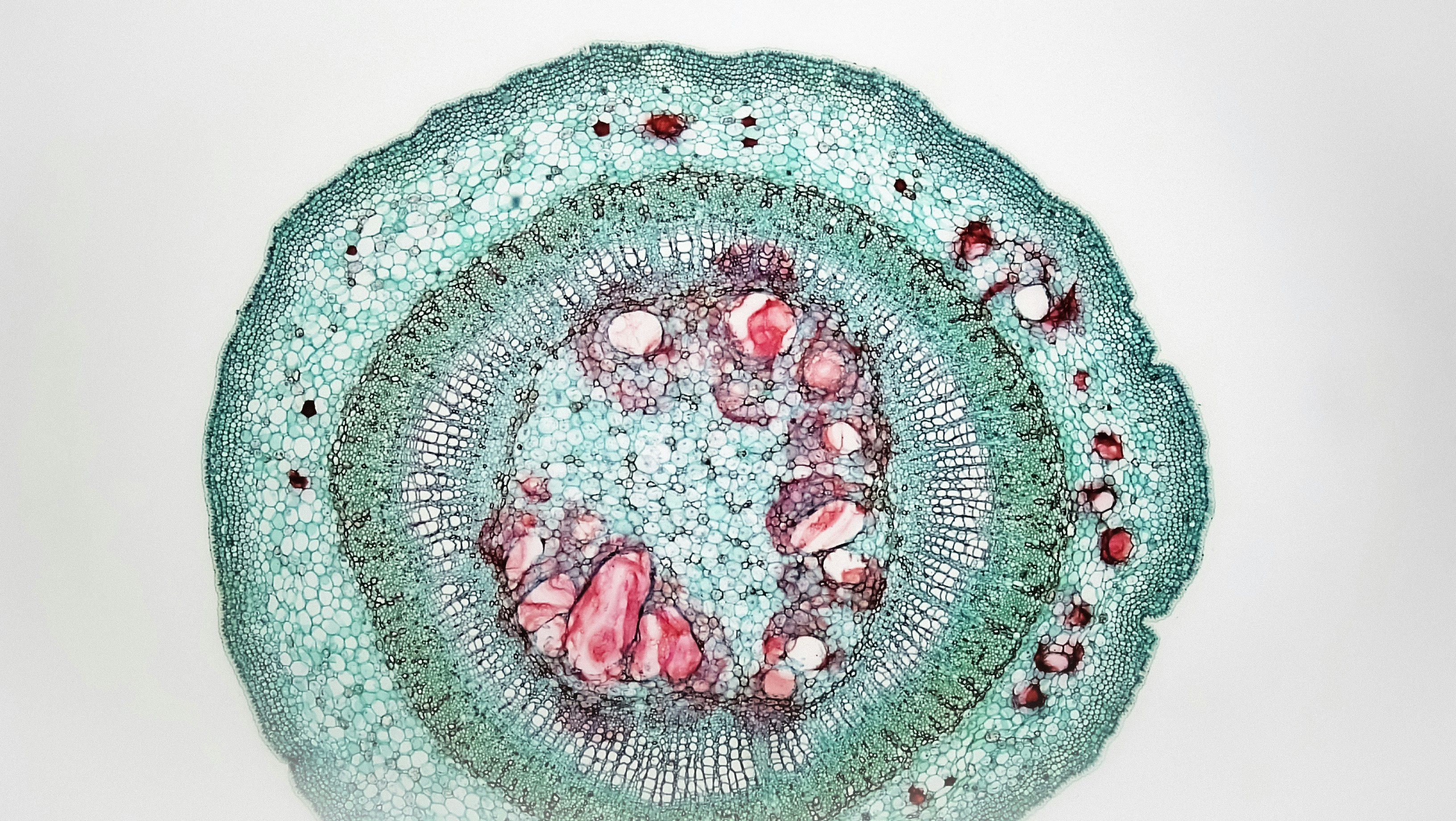 Your Microbiome, Your Ears: The Emerging Gut–Ear Axis