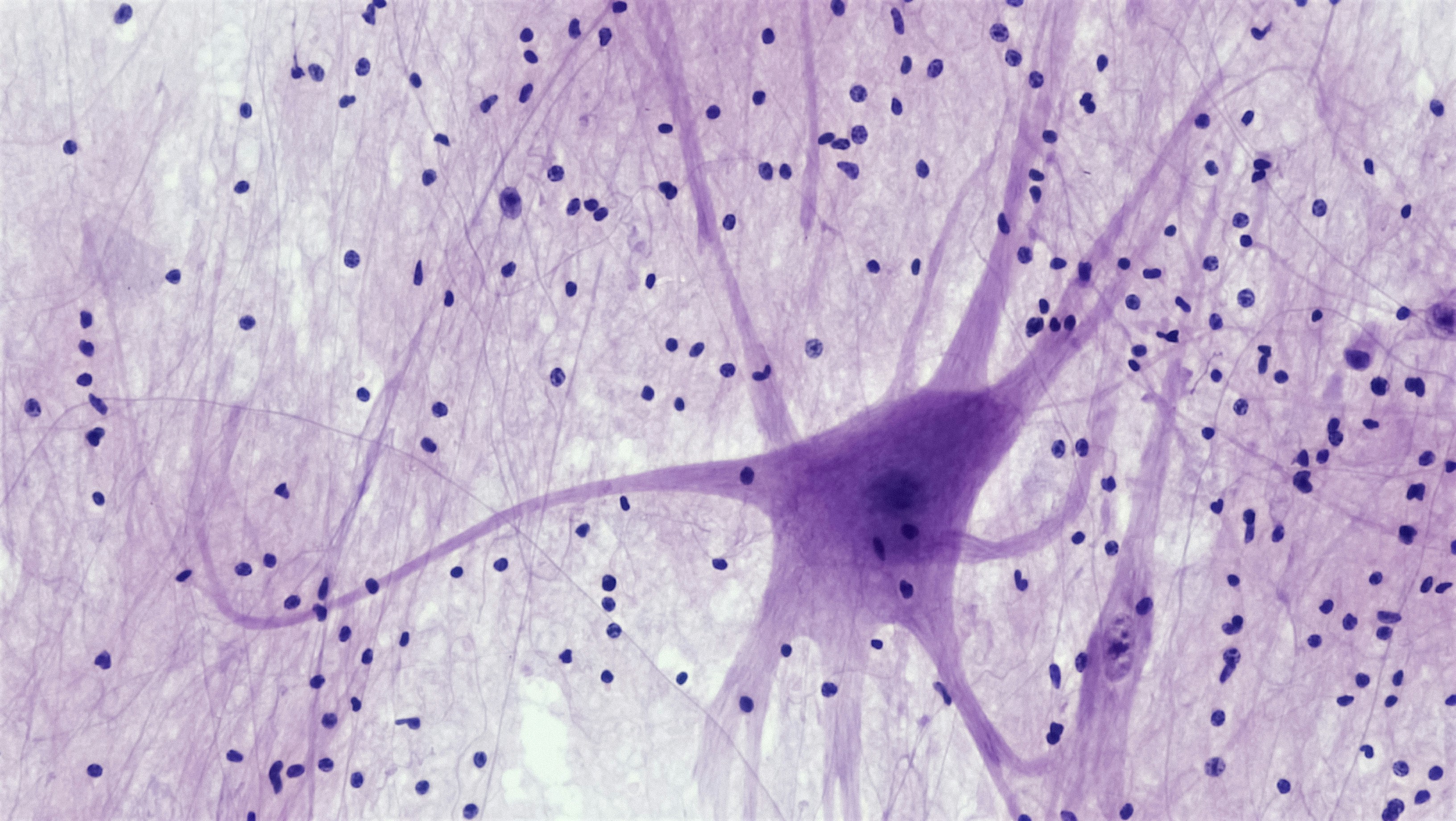 Can We Regrow Hearing? Inside Hair-Cell, Synapse, and Gene Therapies Now