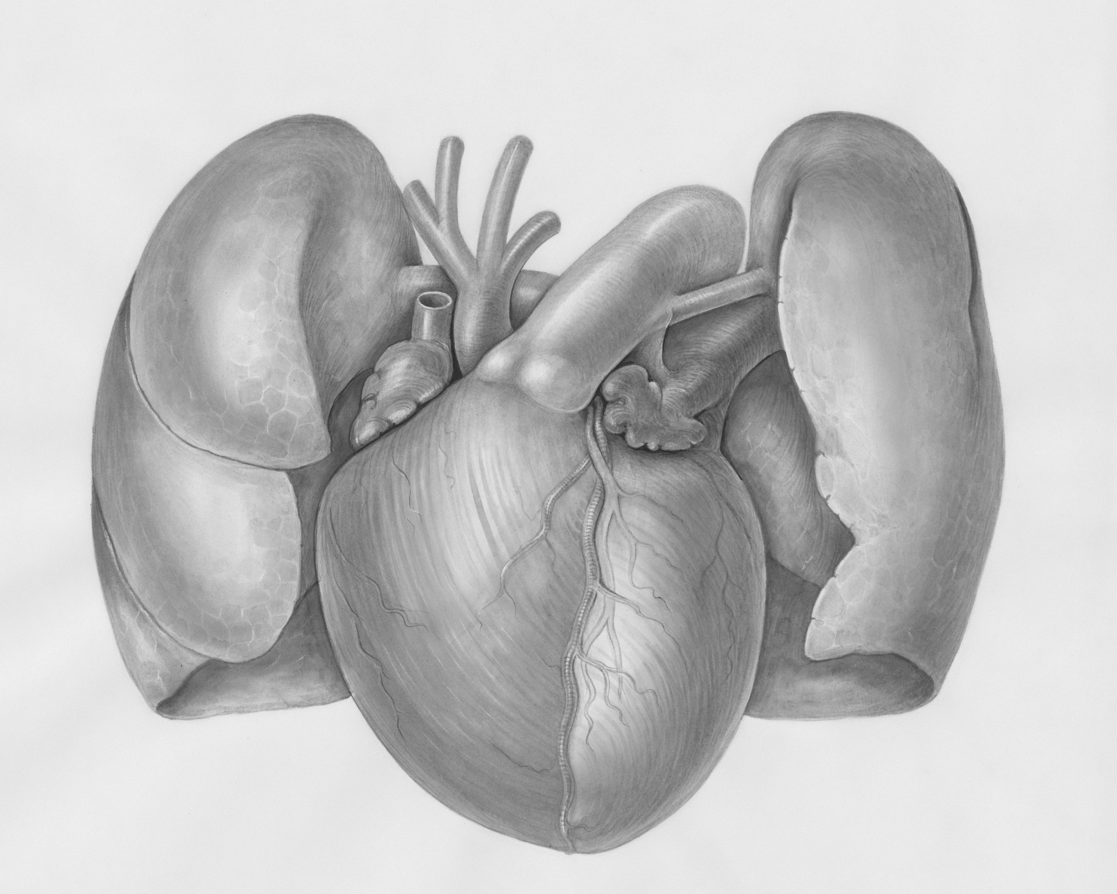 Your Heart, Your Hearing: The Cardiometabolic Link You Can’t Afford to Ignore